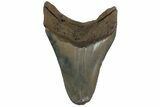 Serrated, Fossil Megalodon Tooth - South Carolina #182989-1